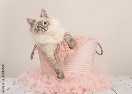 Pretty ragdoll cat with blue eyes in a pink bucket on a pastel colored setting