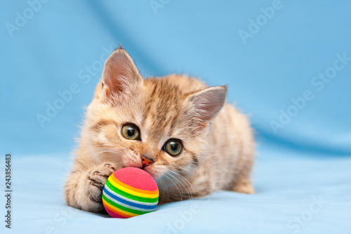 Little red British kitten playing with a colorful ball lying on a blue background