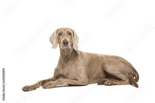 Weimaraner dog lying down looking at the camera seen from the side isolated on a white background