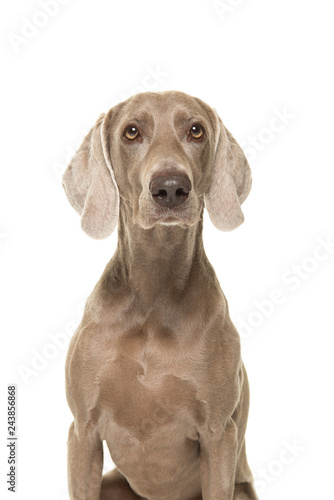 Portrait of a weimaraner dog looking at the camera isolated on a white background