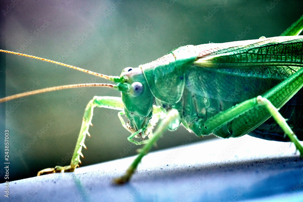 Macro closeup on an insect Tettigonia viridissima - grasshopper - the ...