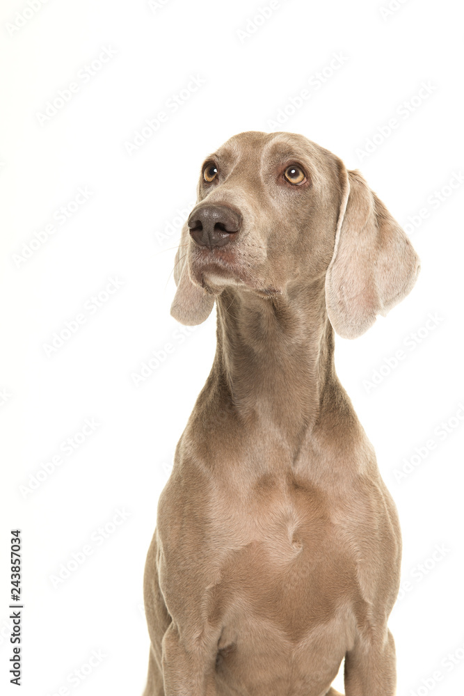 Portrait of a weimaraner dog seen from the side looking up isolated on a white background Portrait of a weimaraner dog seen from the side looking up isolated on a white background