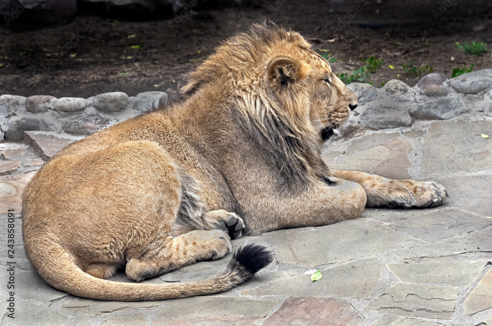 Naklejka premium Asian lion male. Latin name - Panthera leo persica
