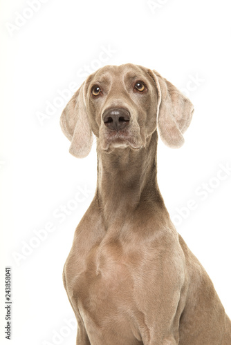 Portrait of a proud weimaraner dog isolated on a white background