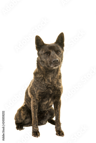 Fototapeta Naklejka Na Ścianę i Meble -  Sitting Kai Ken dog the national japanese breed seen from the front looking at camera isolated on a white background