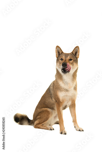 Fototapeta Naklejka Na Ścianę i Meble -  Skikoku dog sitting and licking its mouth isolated on a white background