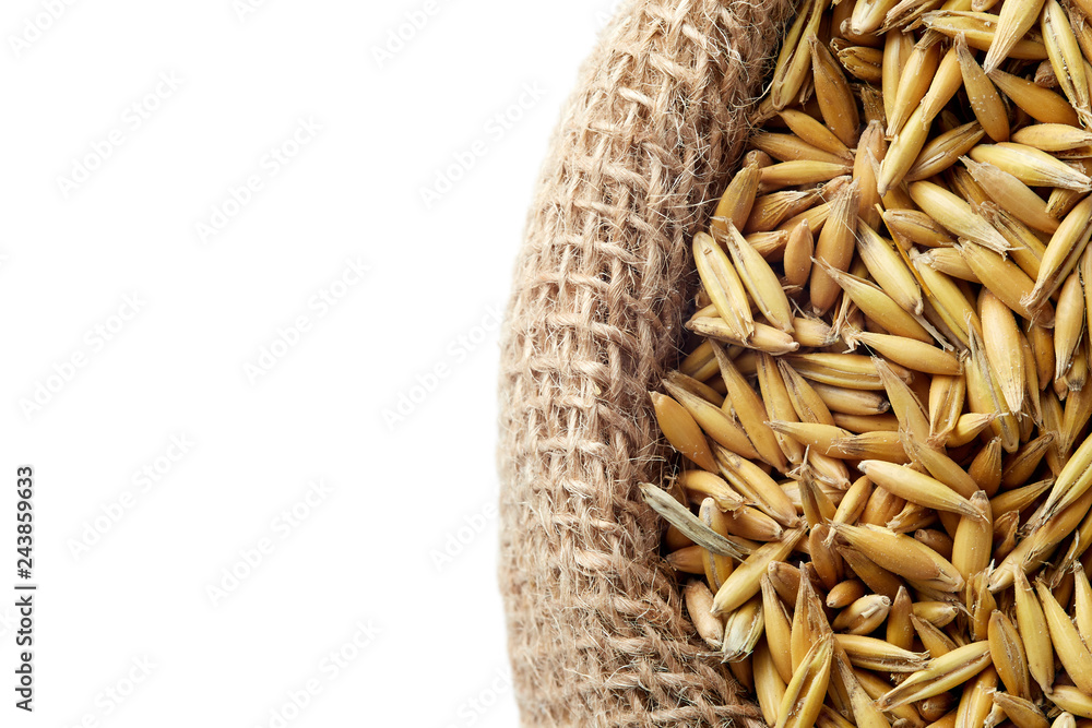 Oat seeds (Avena sativa) also known as the common oat in burlap sack isolated on white background