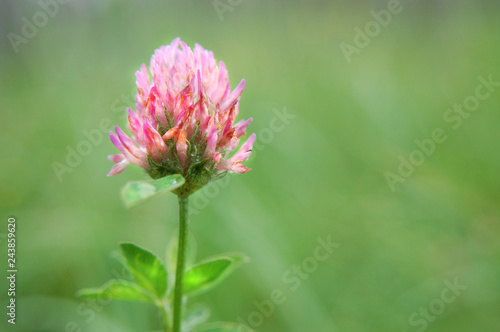 Single flower