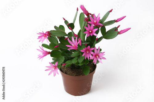 Blooming Pink Christmas Cactus schlumbergera in a pot. photo