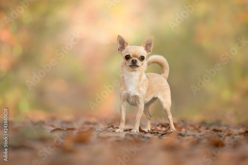 Light brown chihuahua dog standing in a autumn forest looking at the camera