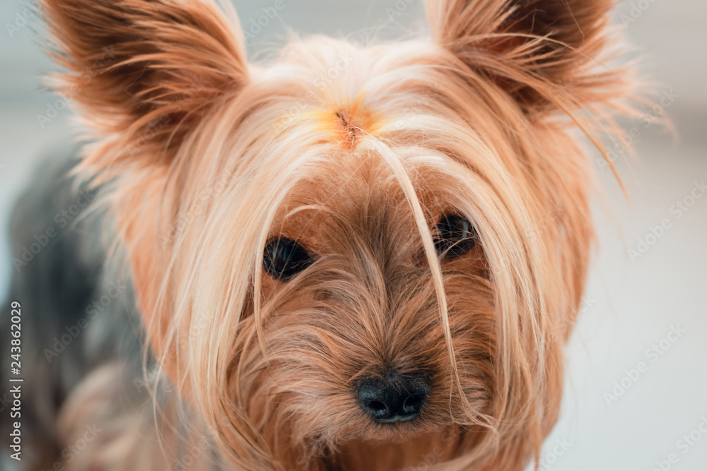 Portrait of dog Yorkshire Terrier with head injury