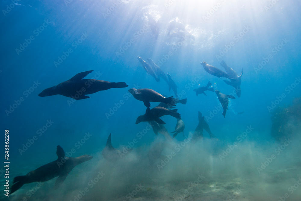 Obraz premium Sea Lions playing around in blue water close to the white sand
