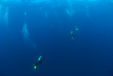 Scuba Divers in clear blue water diving into the deep
