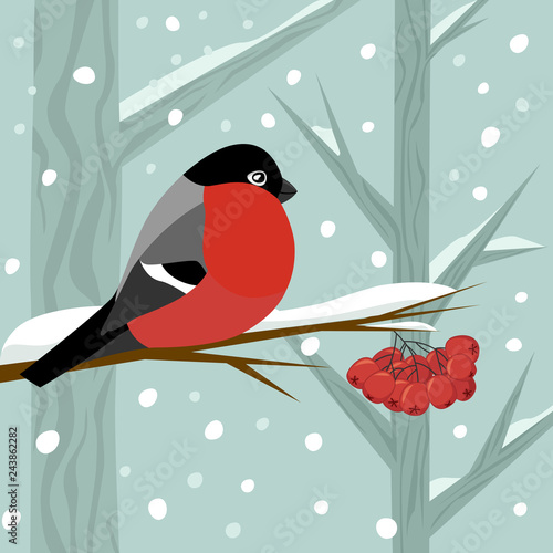 Bild auf Leinwand bullfinch sit on branch of rowan-tree in winter snow forest