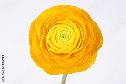 Fotografie, Obraz Yellow ranunculus flower on white background