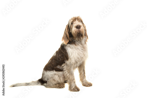 Sitting Spinone Italiano dog seen from the side looking at the camera isolated on a white background photo