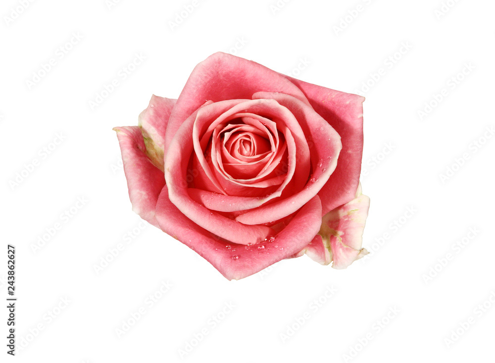 Pink rose isolated on white background.
