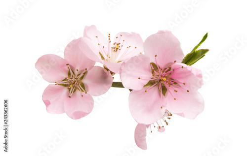 sakura flowers isolated