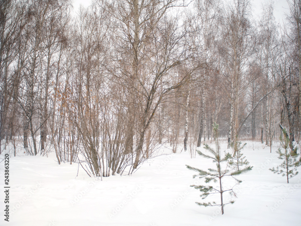 forest in january forest in january