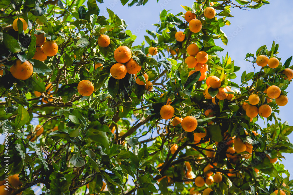 Orange tree full of oranges, stock photo Orange tree full of oranges, stock photo
