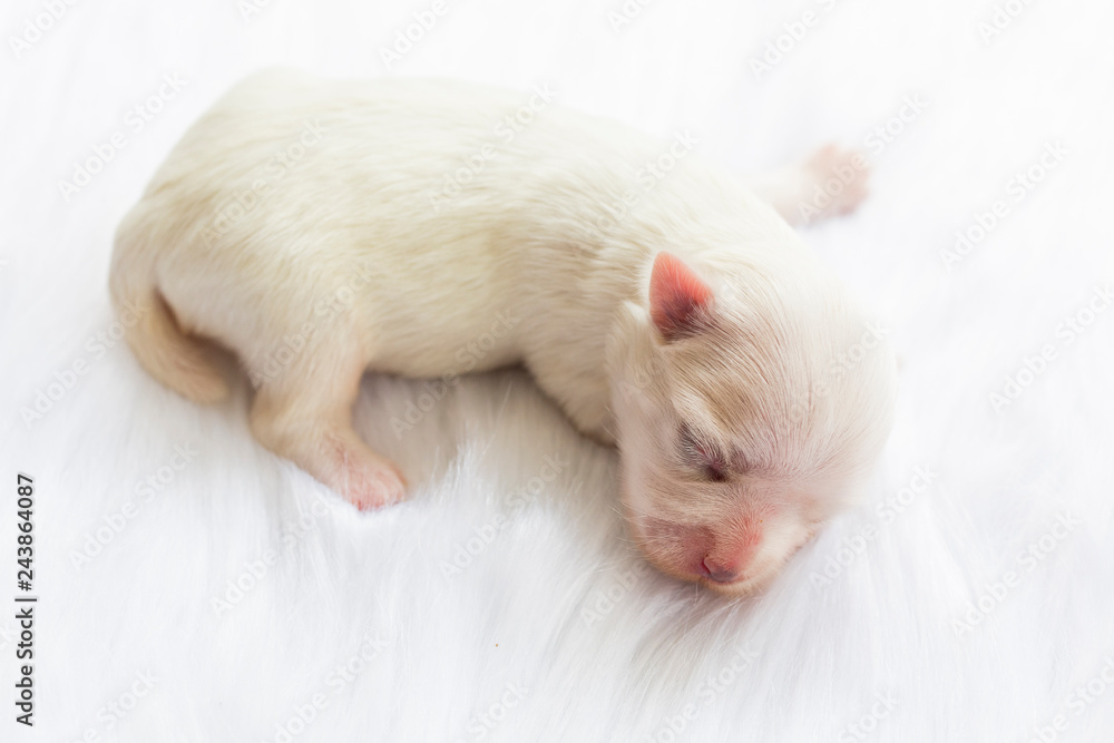 Close-up of a Newborn maltese dog. Beautiful dog color white. 4 day old. Puppy on Furry white carpets. baby dog on Furry carpet. Maltese puppy Sleeping on a carpet of fleece. Selective focus. Close-up of a Newborn maltese dog. Beautiful dog color white. 4 day old. Puppy on Furry white carpets. baby dog on Furry carpet. Maltese puppy Sleeping on a carpet of fleece. Selective focus.
