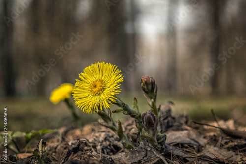 First flowers.