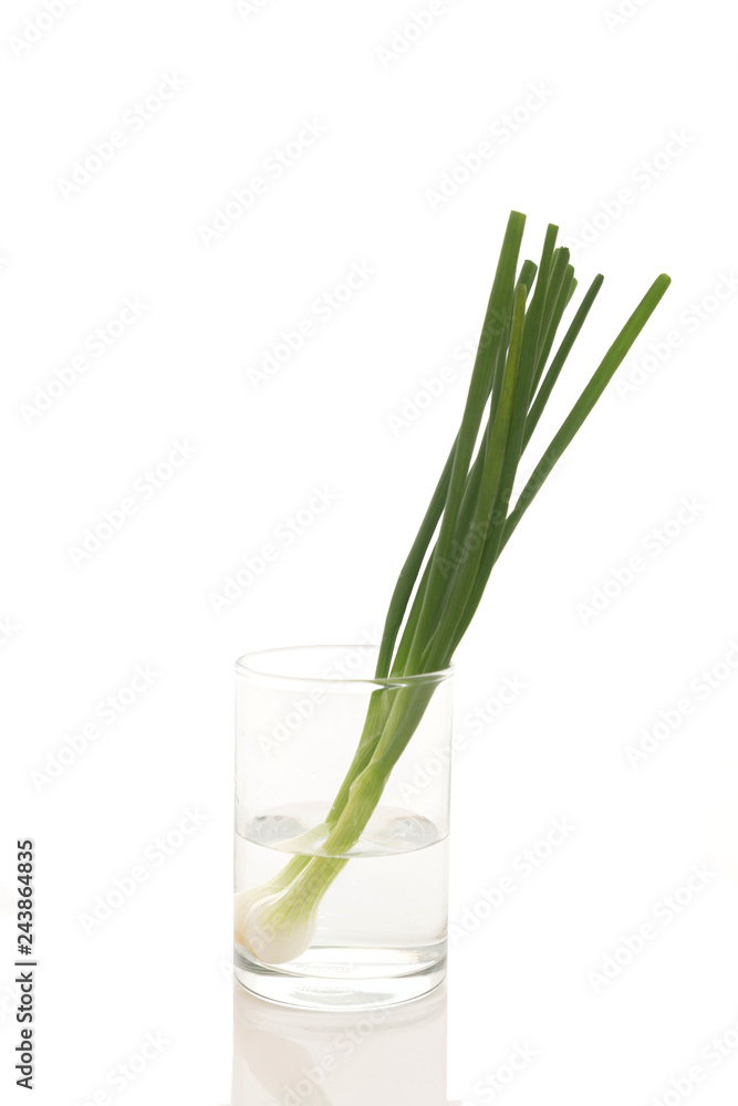 green shallots isolated on white background green shallots isolated on white background