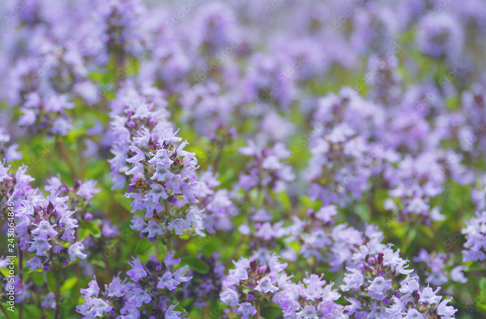 花 素材 花 素材