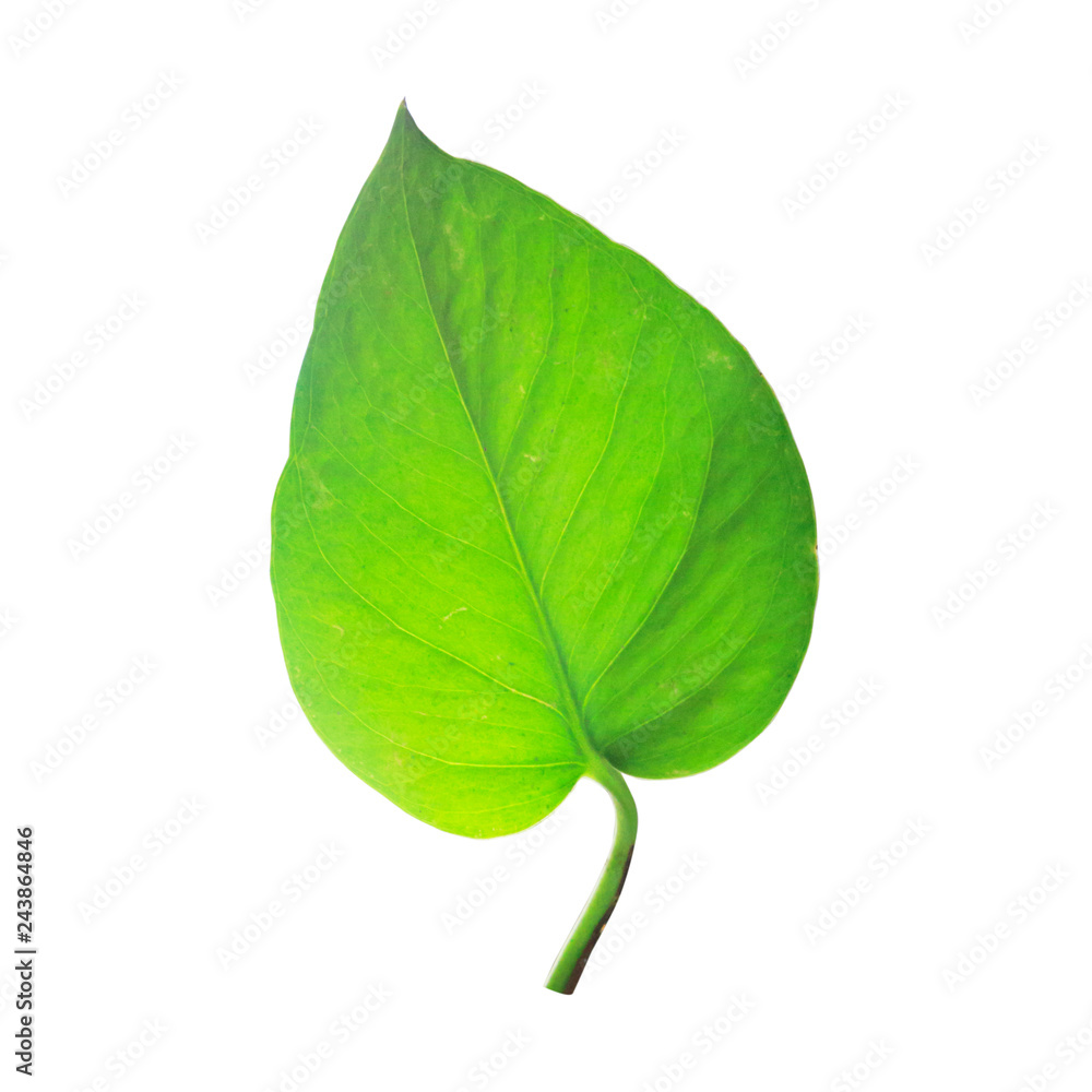 Obraz premium Green leaf isolate on white background. 