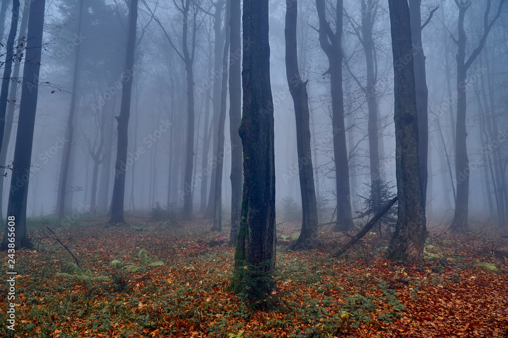 Fototapeta premium A beautiful mysterious view of the forest in the Bieszczady mountains (Poland) on a misty autumn day