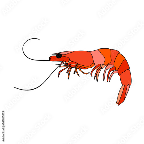 white background, food,  shrimps