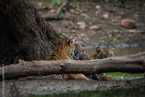 Two male tiger cubs playing in a lake water at Ranthambore Tiger Reserve, India © Sourabh