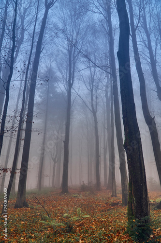A beautiful mysterious view of the forest in the Bieszczady mountains (Poland) on a misty autumn day