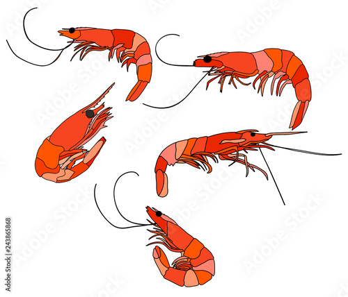 white background, food, set of shrimps