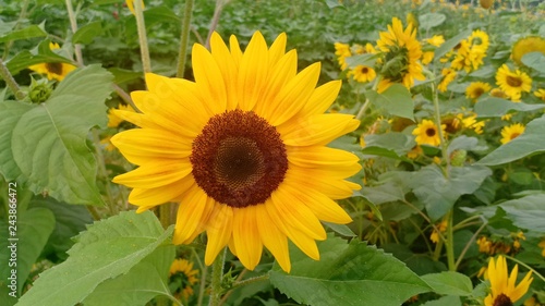 Sunflower volume 6248555