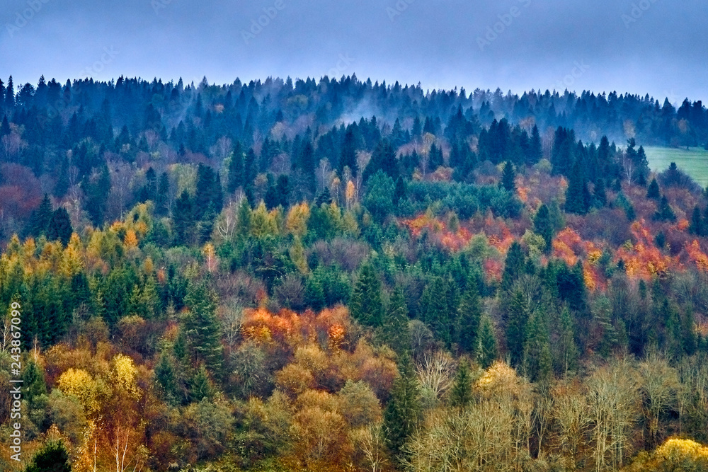 A beautiful mysterious view of the forest in the Bieszczady mountains (Poland) on a misty autumn day