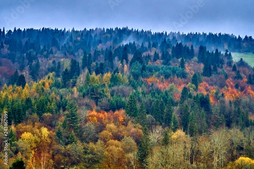 A beautiful mysterious view of the forest in the Bieszczady mountains  Poland  on a misty autumn day