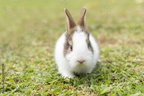 Cute young white Little rabbit on green grass in summer day