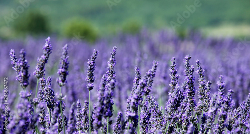  lavender in provence  france