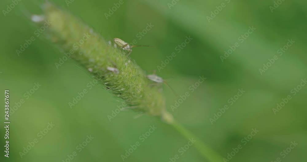 close up view of small bug on the green grass on summer countryside close up view of small bug on the green grass on summer countryside
