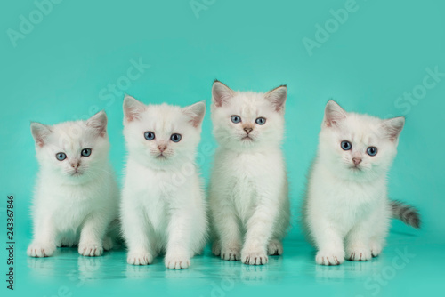 white kitten on mint background