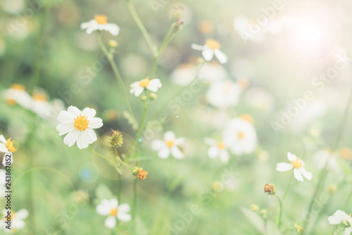 May flowers field of camomiles in garden in sunny day for wallpaper background. White and yellow chamomile daisies in meadow. Spring begins, Mother\'s day in summer