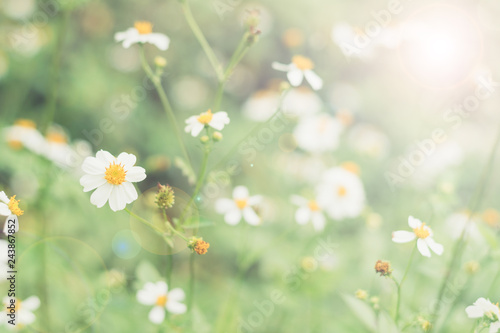 Photos May flowers field of camomiles in garden in sunny day for wallpaper background