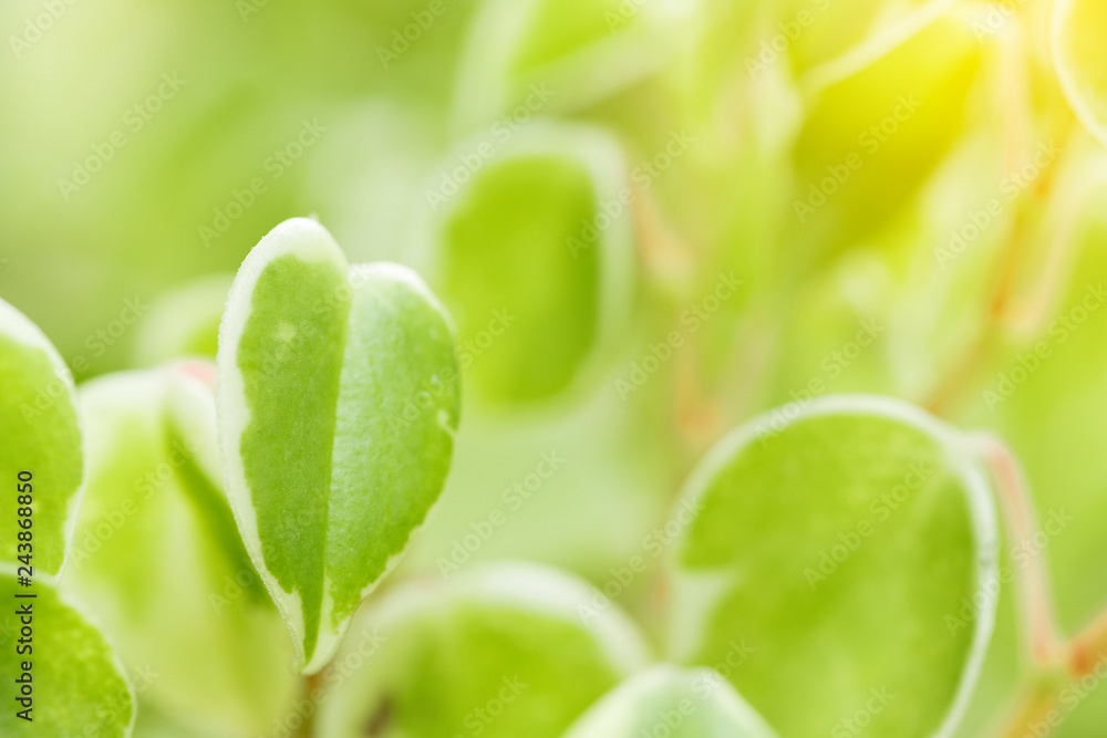Closeup of nature leaves green blur. In the spring Under the morning light. Use as background and wallpapers. Closeup of nature leaves green blur. In the spring Under the morning light. Use as background and wallpapers.