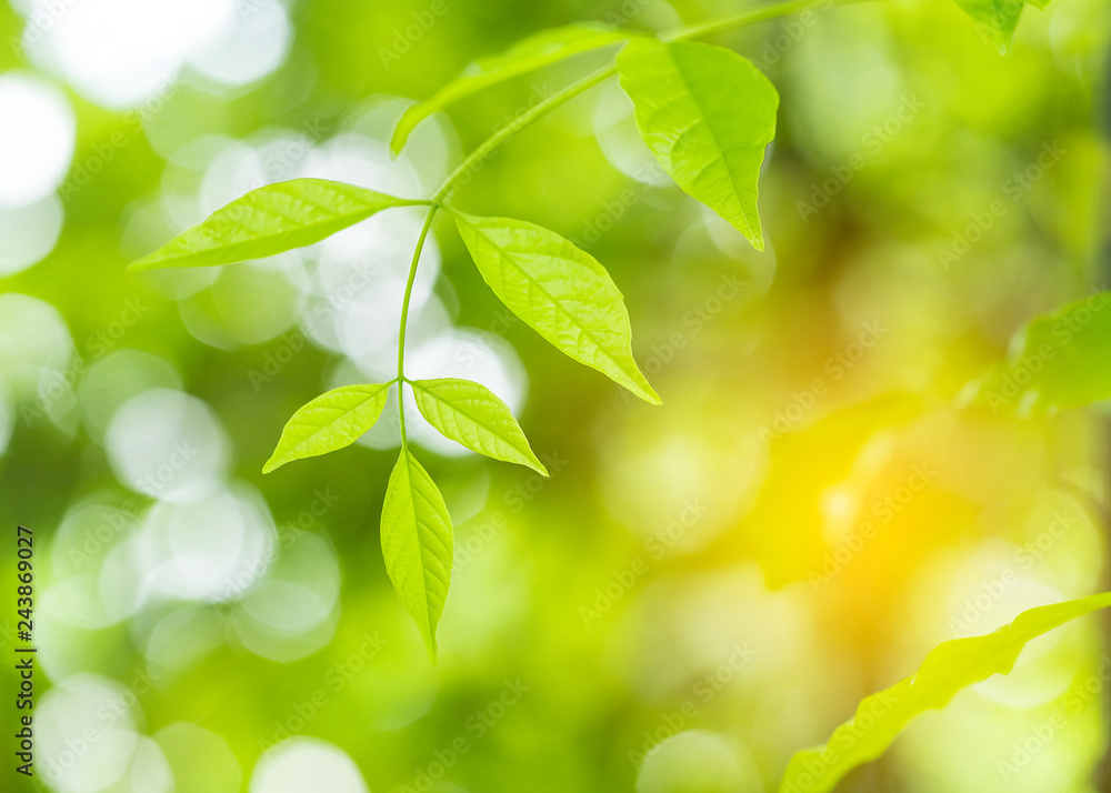Closeup of nature leaves green blur. In the spring Under the morning light. Use as background and wallpapers. Closeup of nature leaves green blur. In the spring Under the morning light. Use as background and wallpapers.