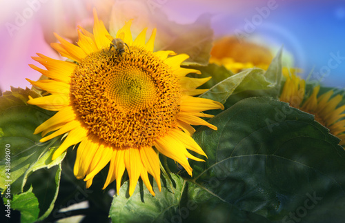 Fototapeta Naklejka Na Ścianę i Meble -  Close up of sunflower and bee . Summer background.