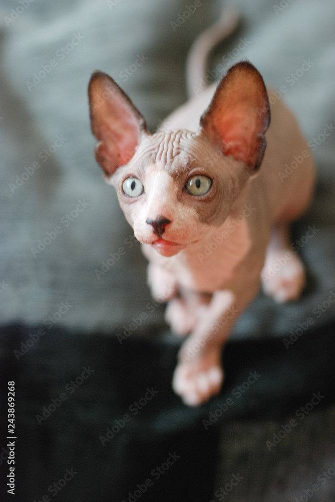 kittens canadian sphinx hairless cats play. cat lovers, little cats