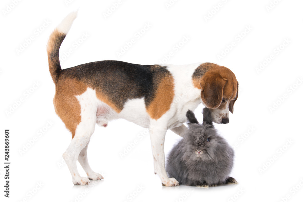 Dog with rabbit isolated on white background
