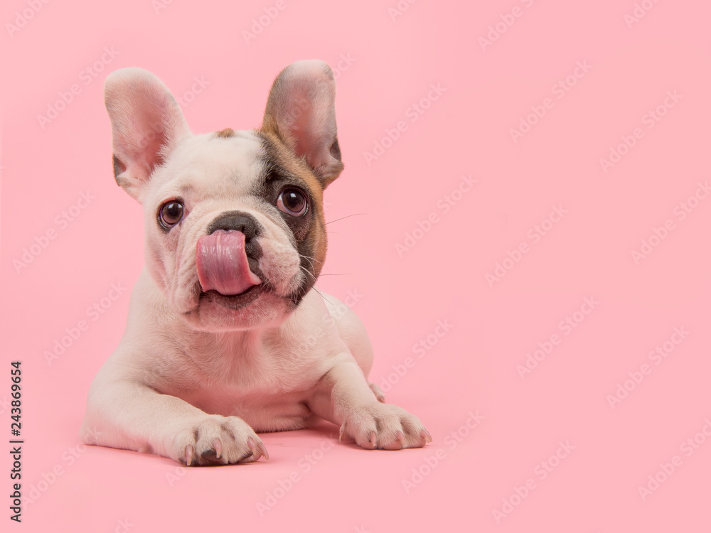 Cute french bulldog puppy lying down on a pink background licking its nose - obrazy, fototapety, plakaty 