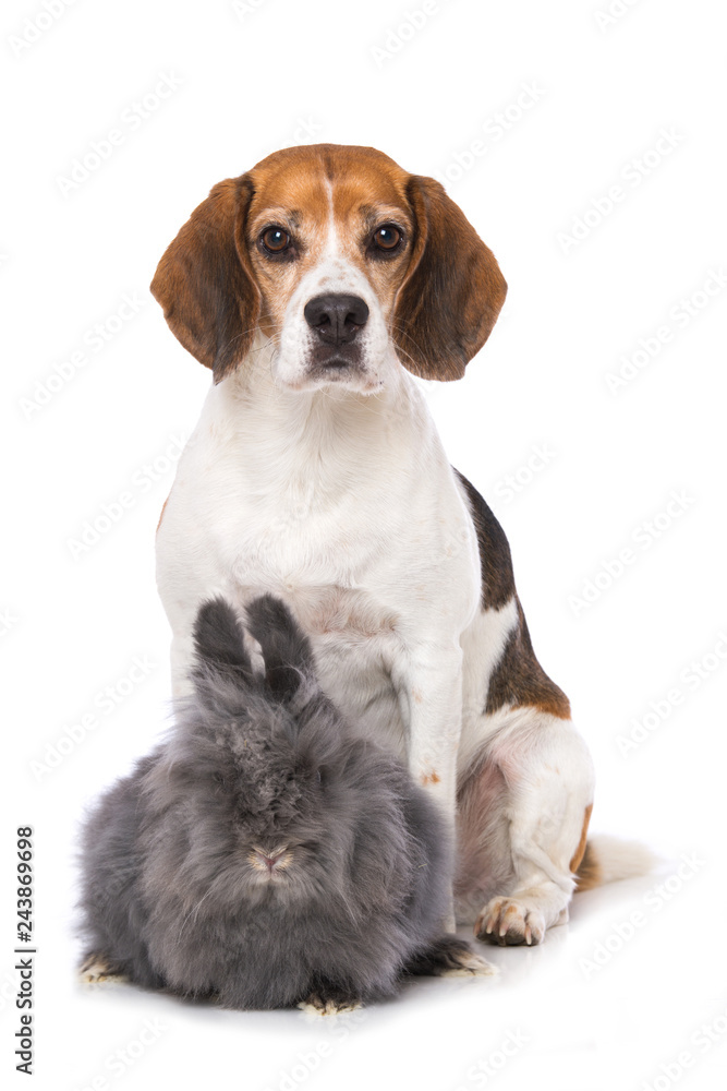 Dog with rabbit isolated on white background